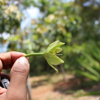 Furcraea foetida (L.) Haw.